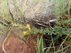 Pearsonia aristata