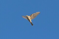 Accipiter gentilis