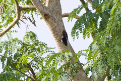 Melanerpes portoricensis