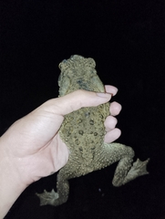 Phrynoidis juxtasper