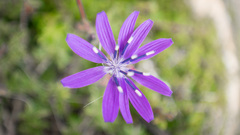 Melanoseris macrorhiza