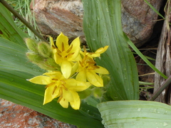Hypoxis colchicifolia