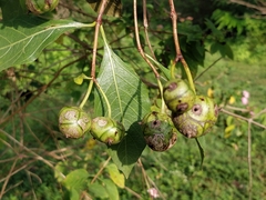 Morinda pubescens