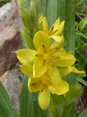 Hypoxis colchicifolia