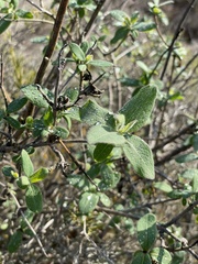 Lonicera etrusca