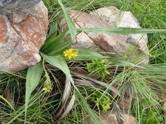 Hypoxis colchicifolia