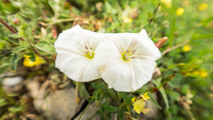 Ipomoea diversifolia