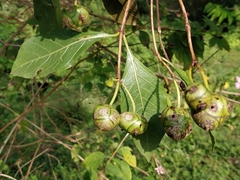 Morinda pubescens