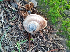 Otala punctata