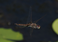 Tramea loewii