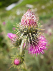 Cirsium verutum