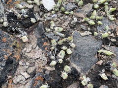 Cheiridopsis rostrata