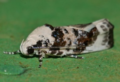 Cryptophasa opalina