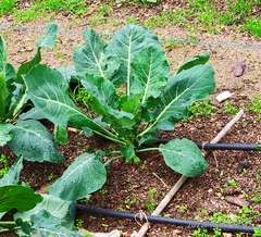 Brassica oleracea