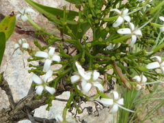 Gentianales