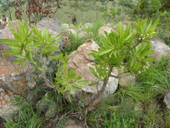Gentianales