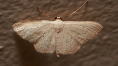 Scopula optivata