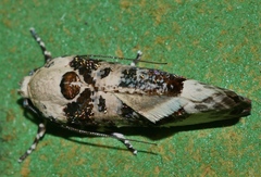 Cryptophasa opalina