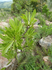 Gentianales