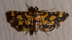 Eurrhyparodes tricoloralis