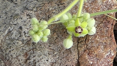 Raphionacme procumbens