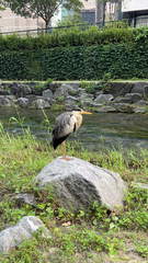 Ardea cinerea