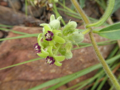Raphionacme procumbens
