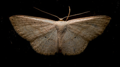 Scopula optivata