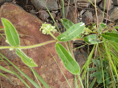 Raphionacme procumbens