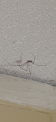 Pholcus phalangioides