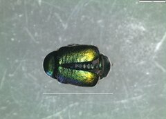 Cryptocephalus sericeus