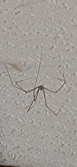 Pholcus phalangioides
