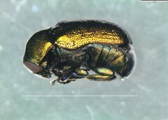 Cryptocephalus sericeus