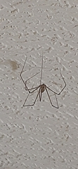 Pholcus phalangioides