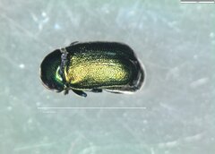 Cryptocephalus sericeus