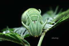 Polyura athamas