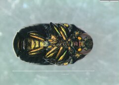 Cryptocephalus sericeus