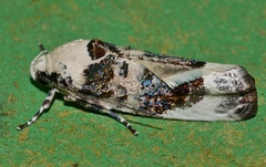 Cryptophasa opalina