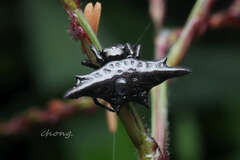 Gasteracantha diardi