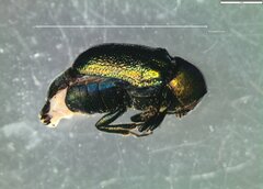 Cryptocephalus sericeus