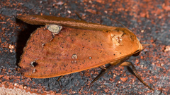 Ophiusa discriminans