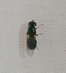 Microchrysa polita