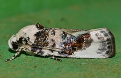 Cryptophasa opalina