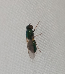 Microchrysa polita
