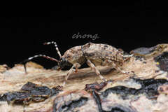 Anthribidae