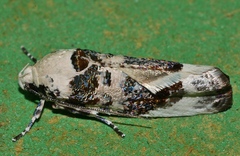 Cryptophasa opalina