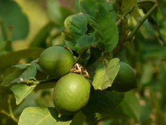 Citrus medica