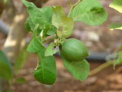 Citrus medica