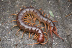 Scolopendra dehaani