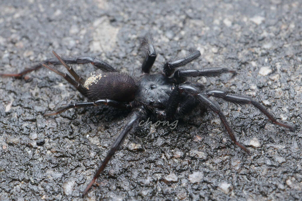 Spinathele